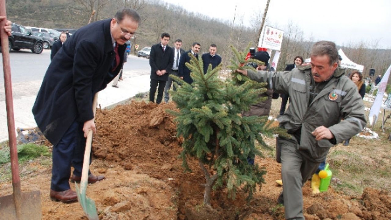 Şile’deki Adalet Ormanı'na bin fidan dikildi