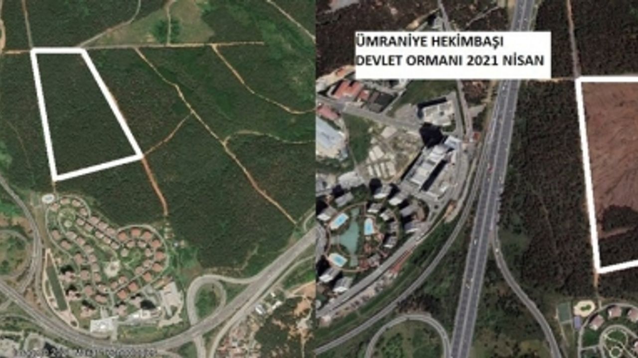 Ümraniye’de Devlet Ormanında Ağaç Kıyımı