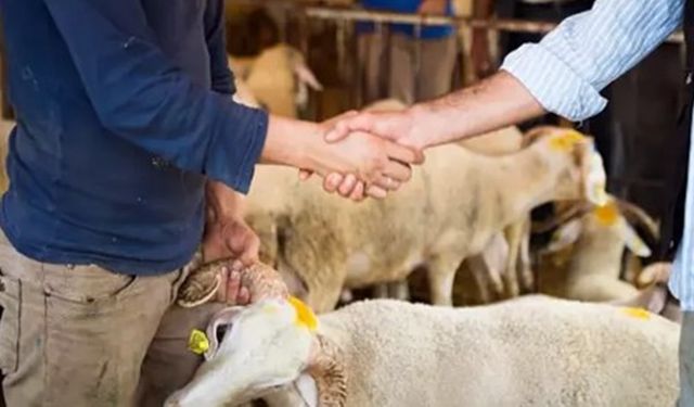 2025 kurbanlık fiyatları belli oldu! Büyükbaş küçükbaş kurbanlık fiyat listesi