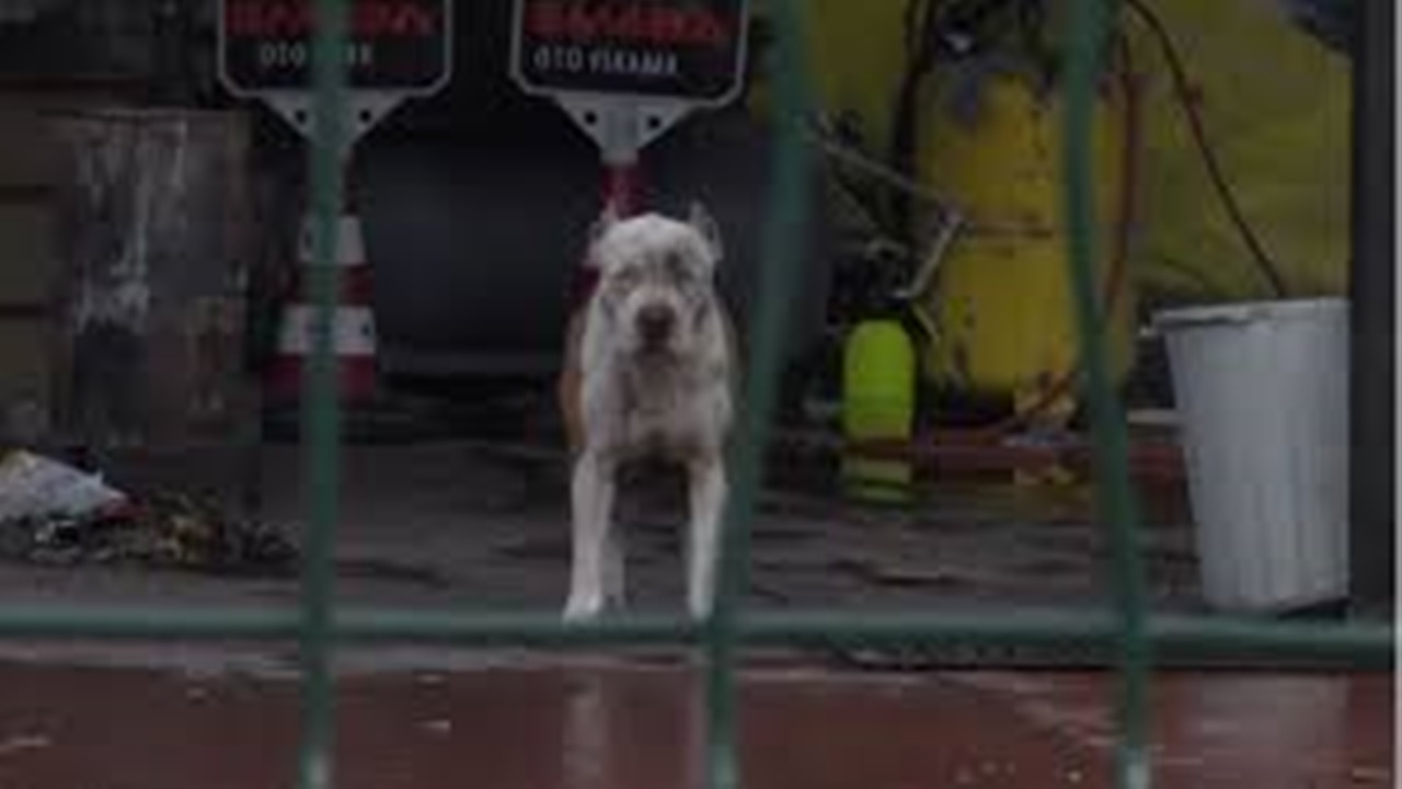 Pitbull Cinsi Kopekler Sahibine Saldirdi-1